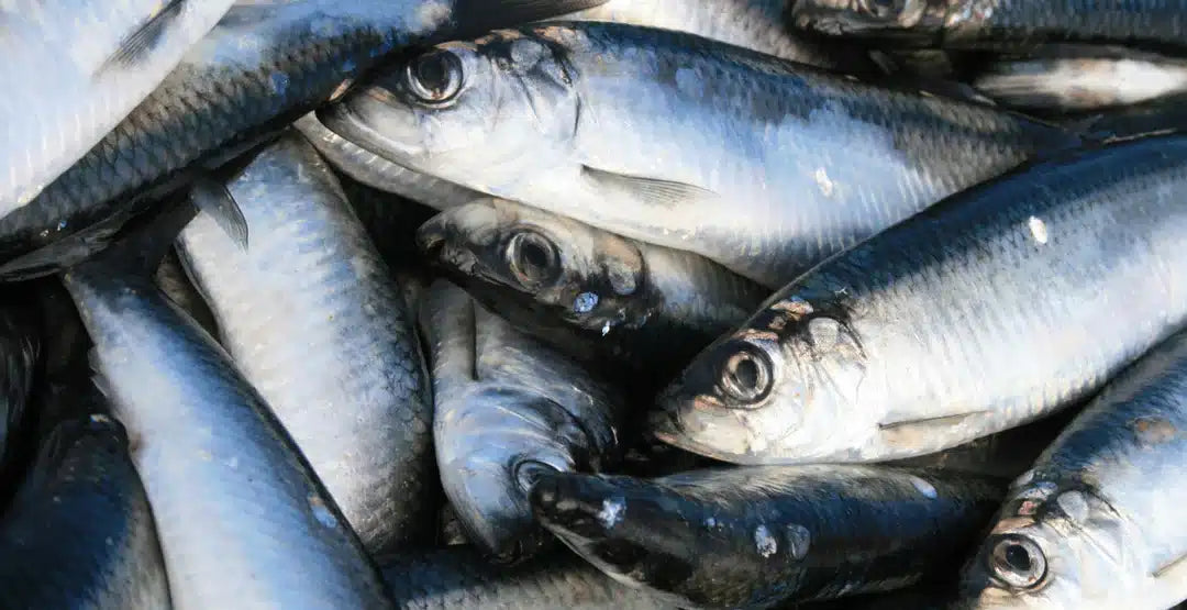 Omega-3 från världens mest hållbara fiskfoder