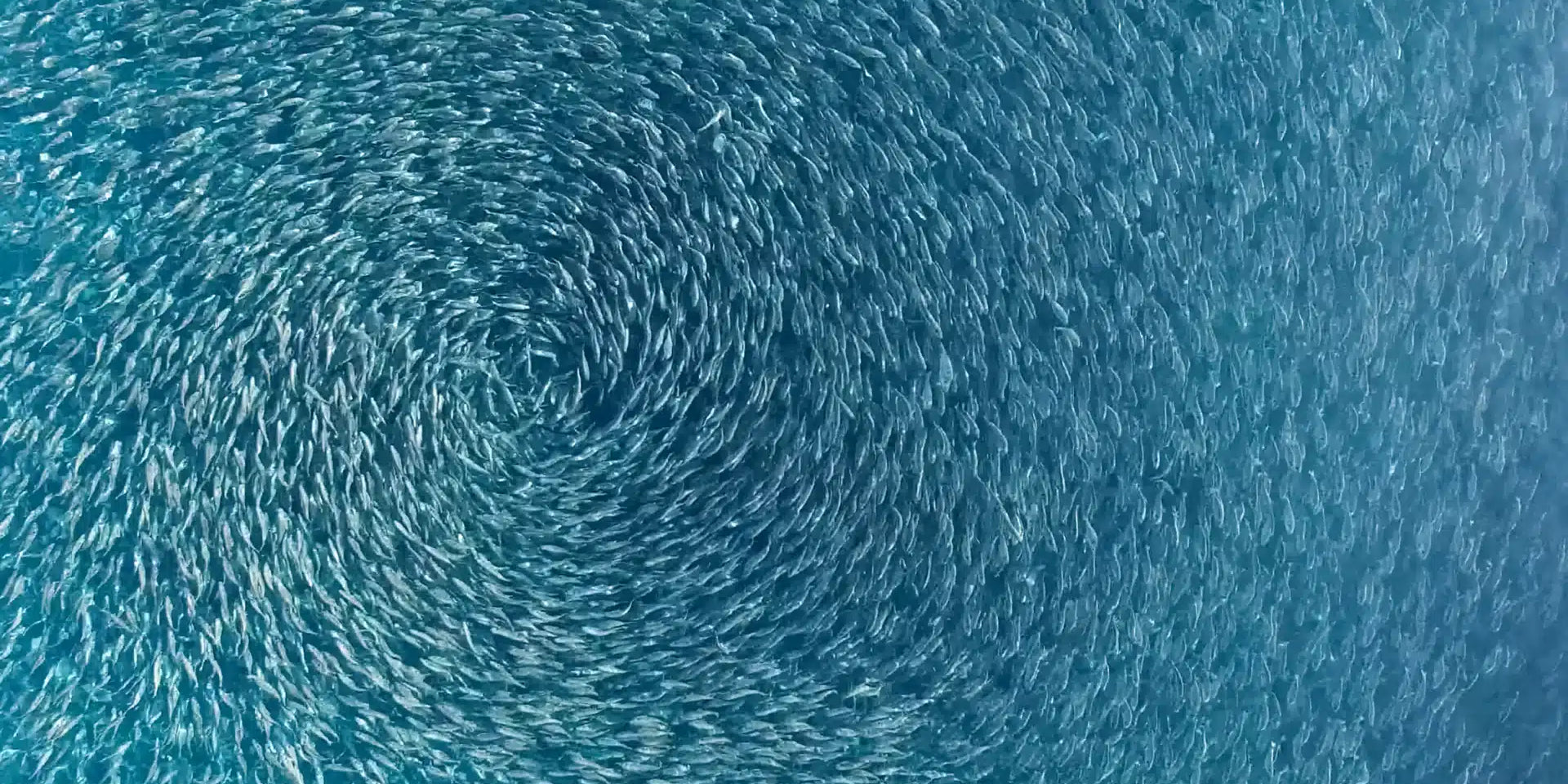 En hållbar källa till omega-3