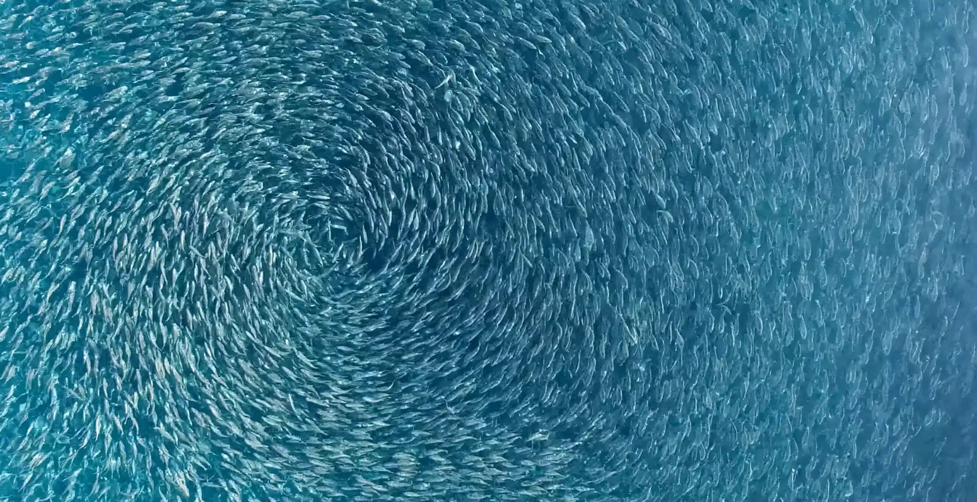 En hållbar källa till omega-3