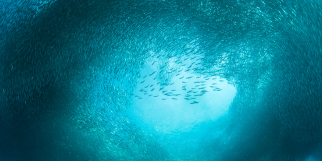 En unik källa till funktionell och effektiv omega-3