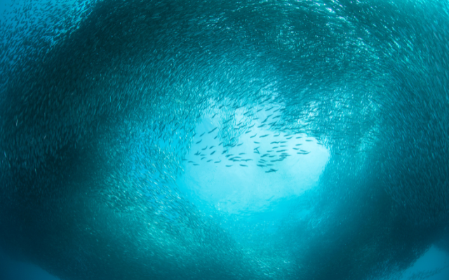 En unik källa till funktionell och effektiv omega-3