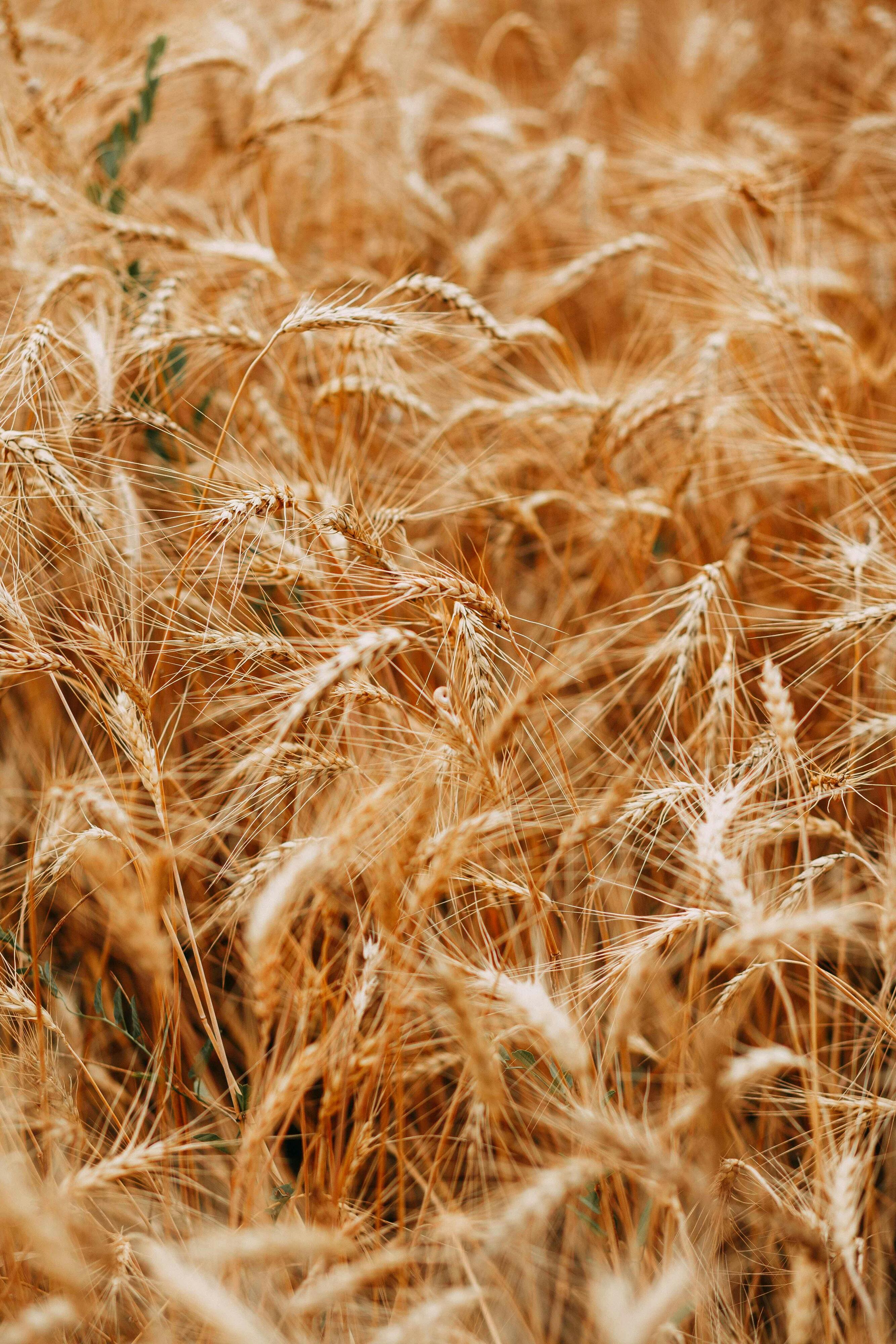 Lipowheat®